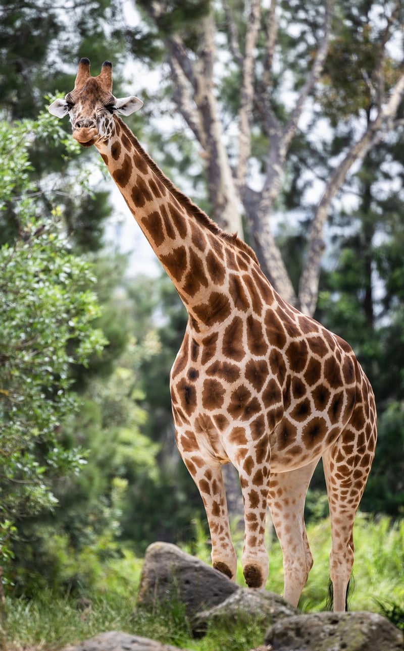 Nature Safari